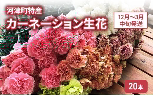 河津町特産 カーネーション 生花 20本 12月～3月中旬発送[№5227-0526]