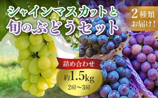 632 旬のぶどう詰め合わせ1.5kg(シャインマスカットと旬のぶどうセット) 先行予約 [奥谷農園]