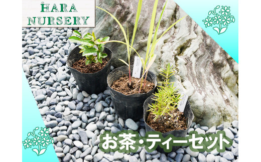 BS182_お茶・ティーセット 花 苗 植物 家庭菜園 花壇 プランター ガーデニング