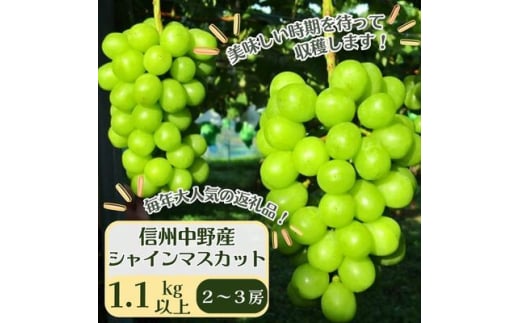＜先行受付＞信州中野産 シャインマスカット 1.1kg以上(2～3房)【1494233】 1323398 - 長野県中野市