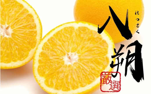 【先行予約】＜1月より発送＞ 厳選はっさく7.5kg+250g（傷み補償分） 八朔みかん ハッサク 【ikd185A】