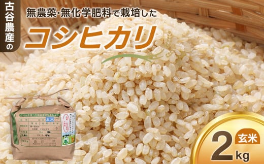 【令和7年産米 数量限定】古谷農産の無農薬・無化学肥料で栽培したコシヒカリ（玄米2キロ） ｜米 コメ 新米 2kgコシヒカリ こしひかり 農家直送 産地直送 産直
