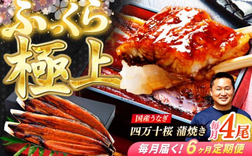 【6回定期便】極上国産うなぎ四万十桜 蒲焼き4尾 たっぷり大サイズ / 国産 高知 四万十 うなぎ ウナギ 鰻 蒲焼き うな重 惣菜 贅沢 【有限会社もりた】 [ATHE011]