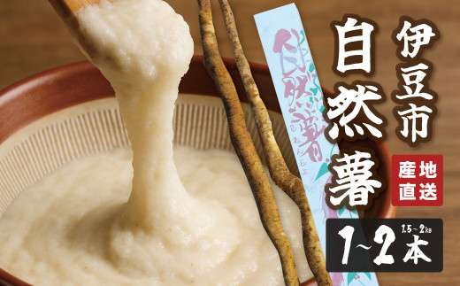 （先行予約・11月より順次発送）山芋 王者 天城の自然薯 1.5～2キロ（１～２本）【静岡県 伊豆市  国産 貴重 とろろ 芋 自然薯】B-056 417129 - 静岡県伊豆市