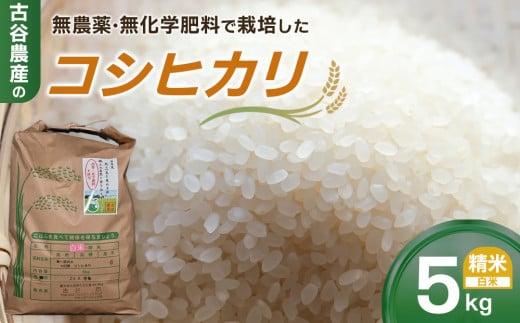 [令和7年産米 先行予約・数量限定]古谷農産の無農薬・無化学肥料で栽培したコシヒカリ(精米5キロ) |米 コメ 新米 白米 5kg コシヒカリ こしひかり 農家直送 産地直送 産直
