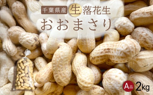 【先行受付・9月上旬より順次発送！】おおまさり 生落花生 2kg ／ふるさと納税 落花生 生 生落花生 おおまさり 生おおまさり A品 大粒 希少 旬 季節限定 ふっくら 柔らか ほくほく 甘い 塩ゆで 千葉県 山武市 SMAH010