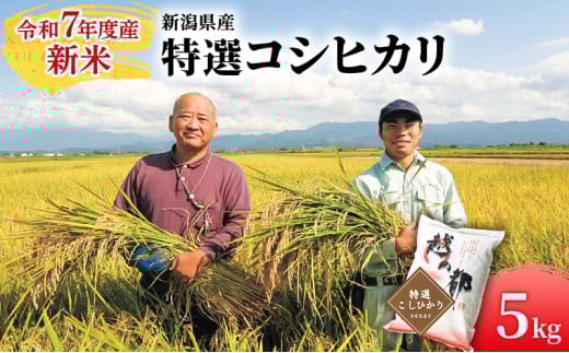 新潟県産 コシヒカリ 5kg 米 精米 白米 こめ コメ お米 おこめ こしひかり 新潟 新潟県 714596 - 新潟県新潟市