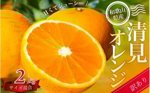 【訳あり】 森本農園の手選別 清見オレンジ 約2kg 和歌山県産 サイズ混合 【北海道・沖縄・離島配送不可】【2026年2月上旬～5月中旬頃に順次発送】【BV90023-mrmt023A】 2082576 - 和歌山県かつらぎ町