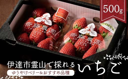 ＜2026年発送＞伊達市霊山で採れるいちご2種類詰め合わせ500g（ゆうやけベリー＆おすすめ品種）とちおとめ ふくはる香 紅ほっぺ  おいCベリー イチゴ 苺 福島県 F21C-216