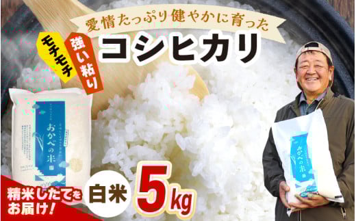 【先行予約】令和7年産 愛情たっぷり健やかに育った もちもち 甘い コシヒカリ（白米）5kg【2025年9月下旬以降順次発送予定】 [m29-a018]