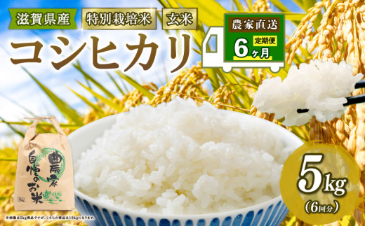 新米予約 特別栽培米 こしひかり 米 5kg 玄米 定期便 6ヶ月 コシヒカリ 定期 6か月 2025年産 滋賀県 竜王町 令和7年産 国産 農家直送 コシヒカリ 2025年産 5kg × 6回 計 30kg 国産 農家直送 環境こだわり お試し用 お米 こめ おこめ 農家直送 産地直送 送料無料 