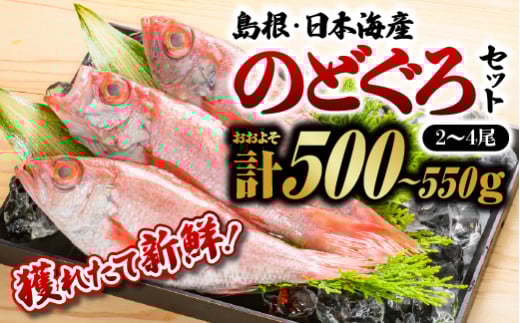 [選べるセット]鮮魚セットD・F[計約500g〜約550g or 計約1kg〜約1.1kg]|漁解禁 受付再開 送料無料 のどぐろ ノドグロ 産地直送 島根 山陰 日本海産 魚介類 魚貝類 鮮魚 新鮮 せんぎょ 厳選 生 リピーター 人気 海産 海産物 下処理済 煮付け 刺身 さしみ 焼き魚 焼魚 魚 さかな おかず