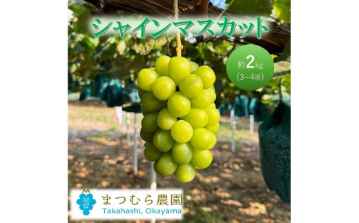 [№5615-0739]早期受付 ぶどう シャインマスカット 約２kg（3～4房）大粒  岡山県高梁市産 個装箱入り 葡萄 ブドウ 贈り物