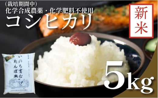 【令和7年産新米先行予約】お米 5kg コシヒカリ 新米 令和7年産 米 こめ ご飯 ごはん おにぎり 卵かけご飯 白米 化学合成農薬不使用 食品 備蓄 備蓄米 保存 防災 ギフト 贈答 プレゼント お取り寄せ グルメ 送料無料 徳島県 1424968 - 徳島県小松島市
