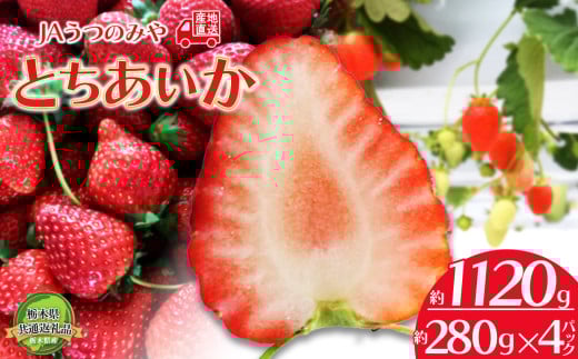 【先行予約】苺 栃木県共通返礼品 JAうつのみや直送！ とちあいか 280g×4パック | 2026年1月～発送 いちご 甘い 美味しい 果物 フルーツ デザート 栃木県 下野市 送料無料
