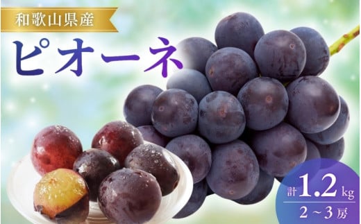 【先行予約】ピオーネ和歌山県産2～3房/箱（計1.2kg） / ぶどう 葡萄 ブドウ 産地直送 農家直送 フルーツ 果物【mat306A】
