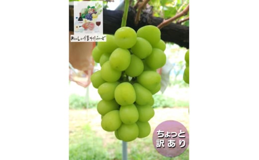 ちょっと訳あり 信州産 新鮮朝採りシャインマスカット 2～3房1kg  2025年9月中旬～発送予定【1625533】
