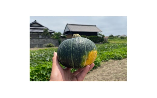 茨城県日立市「ベストセレクションひたち」認定　茂宮かぼちゃ5kg箱　(3～5個入り)【1629068】