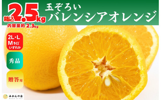 バレンシアオレンジ 国産 玉ぞろい 秀品 箱込 2.5kg (内容量 2.3kg ) 2L L M サイズのいずれか 和歌山県産 産地直送[みかんの会]
