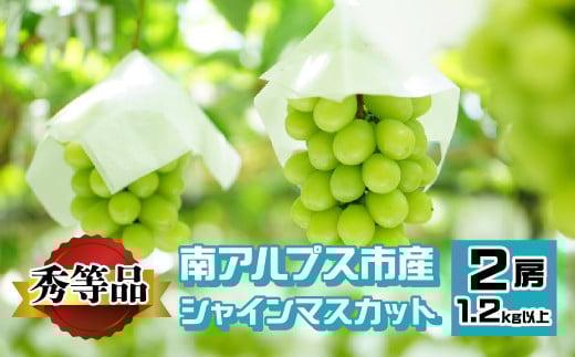 南アルプス市産 シャインマスカット 秀等品 1.2kg以上　（2房） ALPEV002　山梨 山梨県 ぶどう 葡萄 ブドウ マスカット 種なし フルーツ くだもの 果物 高級 新鮮 産地直送 贈答 ギフト 家庭用 2025年  秀等品 南アルプス市