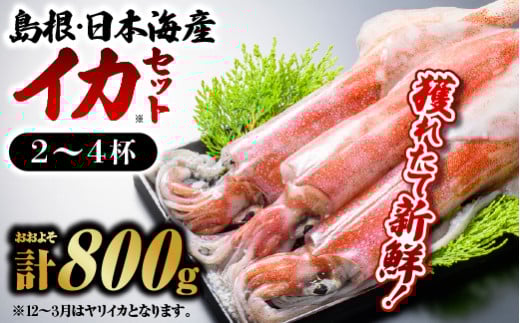 鮮魚セットE【イカ 2～4杯 約800g】｜送料無料 イカ いか 剣先イカ 白イカ 真イカ 島根 山陰 日本海産 魚介類 魚貝類 海産 海産物 おかず 下処理済 煮付け 刺身 さしみ 鮮魚 新鮮 せんぎょ 厳選｜【YM-5】 549485 - 島根県江津市