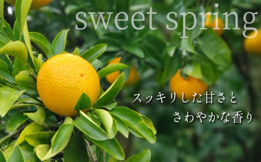 『 村上農園 』 スイートスプリング 8kg | フルーツ 果物 くだもの 柑橘 柑橘類 みかん ミカン スイートスプリング 熊本県 玉名市 383165 - 熊本県玉名市