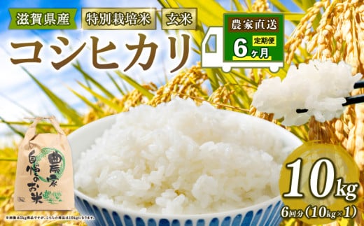新米予約 特別栽培米 こしひかり 米 10kg 玄米 定期便 6ヶ月 コシヒカリ 定期 6か月 2025年産 滋賀県 竜王町 令和7年産 国産 農家直送 コシヒカリ 2025年産 10kg × 6回 計 60kg 国産 農家直送 環境こだわり お試し用 お米 こめ おこめ 農家直送 産地直送 送料無料 
