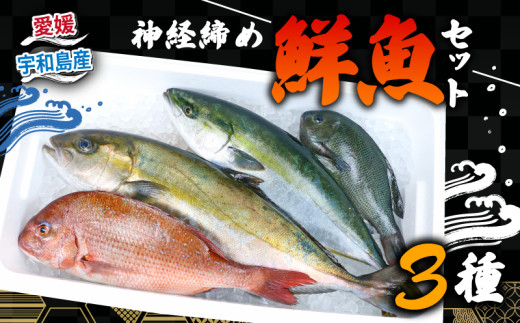 鮮魚 セット 神経締め 宇和海産 3種 こもこもShop 鮮魚詰合せ 神経〆 まるごと タイ カンパチ ブリヒラ シマアジ 養殖 刺身 お刺身 お刺し身 刺し身 人気 鯛 鯛めし 塩焼き 煮付け 焼き魚 アレンジ 新鮮 産地直送 冷蔵 国産 愛媛 宇和島 D050-186008 2187409 - 愛媛県宇和島市