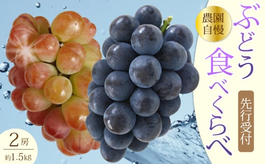 【先行受付】農園おまかせぶどうセット2房(約1.5kg)2025年9月下旬発送予定 果物 くだもの フルーツ ブドウ 葡萄 202007 2144927 - 広島県三原市