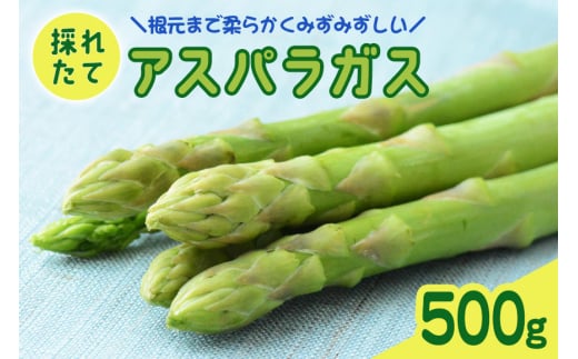 アスパラガス 500g