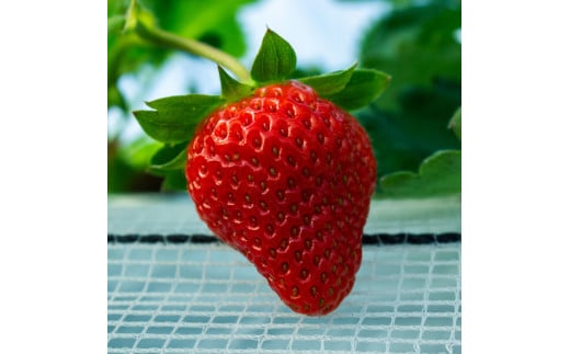 【絢】 いちご 約1kg （約250g×4） 紅ほっぺ 苺 【絢音ベリー農園】 厳選 希少 【2026年3月上旬～4月下旬迄発送予定】 イチゴ 果物 果実 フルーツ 熊本県産 国産 九州 熊本県 熊本市 冷蔵