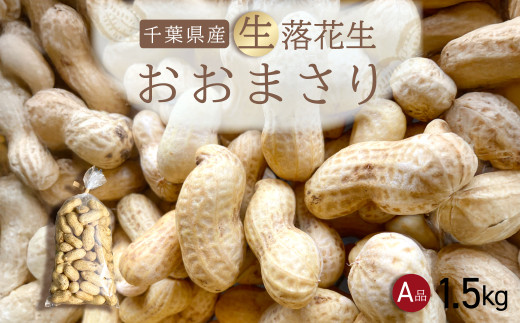 【先行受付・9月上旬より順次発送！】おおまさり 生落花生 1.5kg／ふるさと納税 落花生 生 生落花生 おおまさり 生おおまさり A品 大粒 希少 旬 季節限定 ふっくら 柔らか ほくほく 甘い 塩ゆで 千葉県 山武市 SMAH009