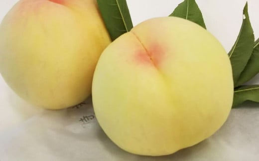 板野名人がつくる 岡山県産 清水白桃 《 贈答用 》 1箱［約1.4kg（5～6玉入）］ 【2025年7月下旬～2025年8月上旬発送】 ／ 桃 もも モモ 白桃 はくとう しみずはくとう 果物 くだもの フルーツ 果実 デザート