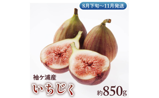袖ケ浦産いちじく 約850g《8月下旬から11月発送》グリーンファーム三基｜直送 果物 くだもの フルーツ スイーツ イチジク 袖ケ浦 房総 千葉 [0392ch] 328686 - 千葉県袖ケ浦市