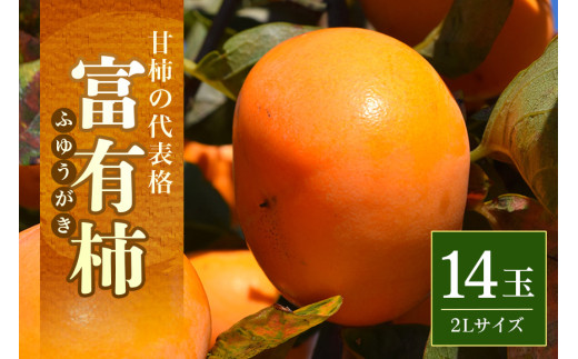 [2025年 先行予約]富有柿 2L 14玉(三浦果樹園) 柿 甘い柿 かき 富有カキ 甘い 果物 フルーツ くだもの カキ 富有かき 秋 旬 甘柿 糖度 贈答用 贈答品 ギフト 贈り物 品種 ブランド 11月 発送 産地直送 農家直送 産直 茨城県 石岡市 (A16-001)