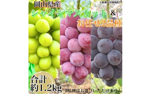 ぶどう 農家こだわりのシャインマスカット＆お任せ2品種  3房合計約1.2kg ブドウ 葡萄 岡山県産 国産 フルーツ 果物 ギフト 【 Nini farm 農家 直送 】