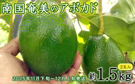 【2025年発送】南国奄美のアボカド 約1.5kg（2玉入） 鹿児島県 奄美群島 奄美大島 龍郷町 国産 奄美産 青果 果物 くだもの フルーツ 森のバター 不飽和脂肪酸 ビタミン ミネラル 葉酸 クリーミー 濃厚 なめらか お取り寄せ 農家直送