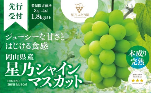 星乃シャインマスカット(岡山県産) 3～4房(1.8kg以上)_ ぶどう 葡萄 シャインマスカット 果物 くだもの フルーツ 岡山県 津山市 人気 おすすめ 送料無料 贈答 ギフト 【1418932】 976986 - 岡山県津山市