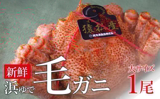 新鮮浜ゆで毛ガニ(大)×1尾【0401601】 958870 - 北海道猿払村