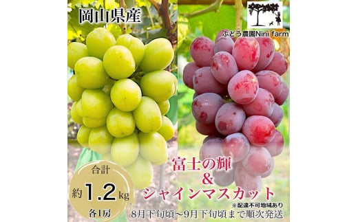 ぶどう 話題の品種 富士の輝＆こだわりのシャインマスカット 贈答ランク 合計約1.2kg ブドウ 葡萄 岡山県産 国産 フルーツ 果物 ギフト 【 Nini farm 農家 直送 】