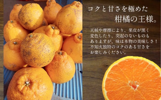 『 村上農園 』 不知火 3kg | フルーツ 果物 くだもの 柑橘 柑橘類 みかん ミカン 不知火 しらぬい ハウスみかん 熊本県 玉名市
