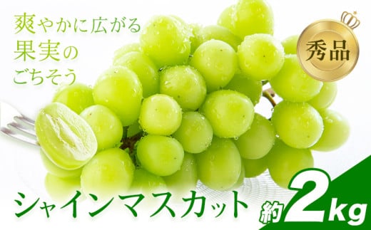 シャインマスカット 秀品 約2㎏（3～7房） 日本フルーツ《6月下旬-8月末頃出荷》熊本県 荒尾市 ぶどう ブドウ 果物 フルーツ スイーツ デザート ギフト ご贈答