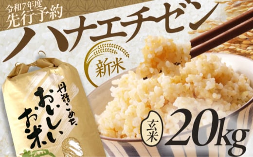 【先行予約 /8月下旬より順次発送 】 【令和7年度産】 ハナエチゼン 玄米 20kg / 米 お米 健康 小浜市 / 北川博司 [BFDG005]