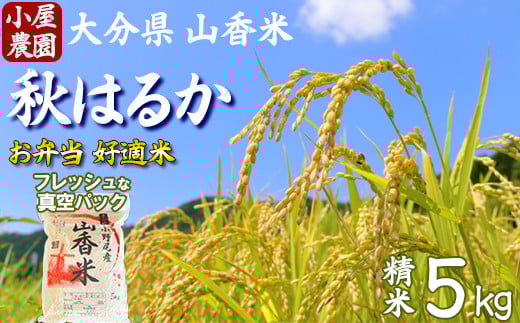 [ 新米 先行予約 ]小屋農園の米 5kg 真空パック(精米:秋はるか)[159-019]