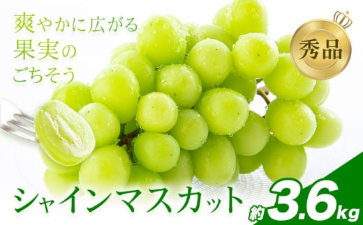 シャインマスカット 秀品 約3.6㎏（4～10房） 日本フルーツ《6月下旬-8月末頃出荷》熊本県 荒尾市 ぶどう ブドウ 果物 フルーツ スイーツ デザート ギフト ご贈答