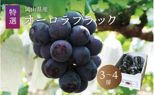 真庭市産 オーロラブラック 3～4房 ぶどう 産地直送 岡山 真庭 黒ブドウ 2025年8月上旬以降発送予定 真庭市 大粒 葡萄 果物 フルーツ 濃厚 人気 数量限定 ブドウ ボリューム感 種なし 日持ち 甘い 果汁 ジューシー 【aurora01】 