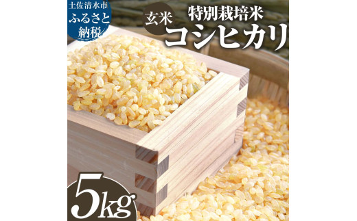 玄米 特別栽培米 コシヒカリ 5kg 5キロ 先行予約 令和7年8月中旬以降順次発送予定 お米 おこめ 米 こめ ごはん 飯 こしひかり ブランド米 おいしい 国産 土佐清水産 送料無料 高知県 土佐清水市 故郷納税 返礼品 高知【R01395】