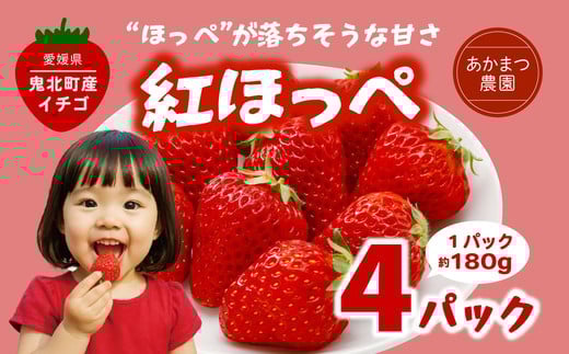 【2026年春収穫分】【先行予約】紅ほっぺ 4パック（約720g） | いちご イチゴ 苺 大福 ジャム タルト アイス ケーキ ギフト あかまつ農園 ※離島への配送不可 ※2026年2月中旬から順次発送予定