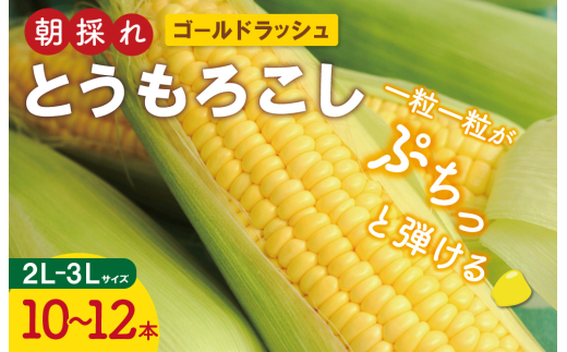 明和町産 朝採れ とうもろこし ゴールドラッシュ 10本～12本 BBQ 人気 トウモロコシ 生 野菜 新鮮 採れたて 産地直送 朝どれ 甘い 期間限定 国産 旬 夏野菜 きたむら