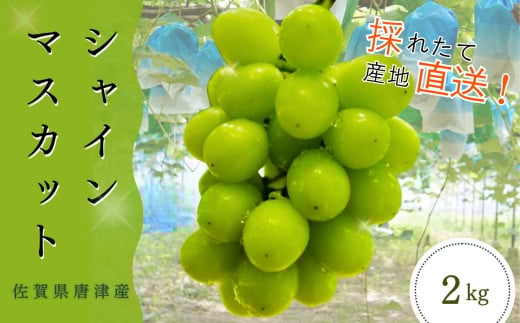 ＜先行予約受付中・令和7年7月下旬以降順次発送＞【濃厚芳醇】佐賀県唐津産シャインマスカット  2kg（A13732-04） 1521851 - 佐賀県佐賀県庁